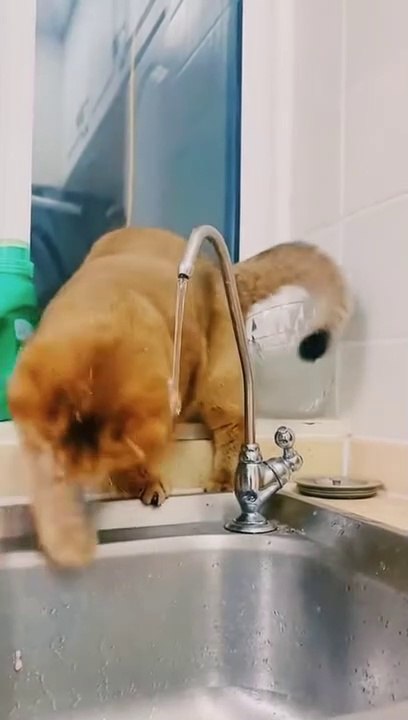 Baby Cats - Cute and Funny Cat Videos Compilation Animals _