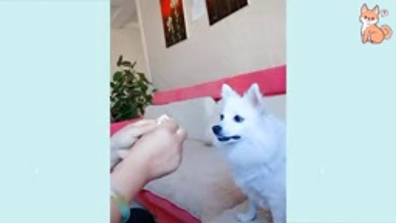 Funny Dog Videos 2021  It's time to LAUGH with Dog's life  Cute Buddy