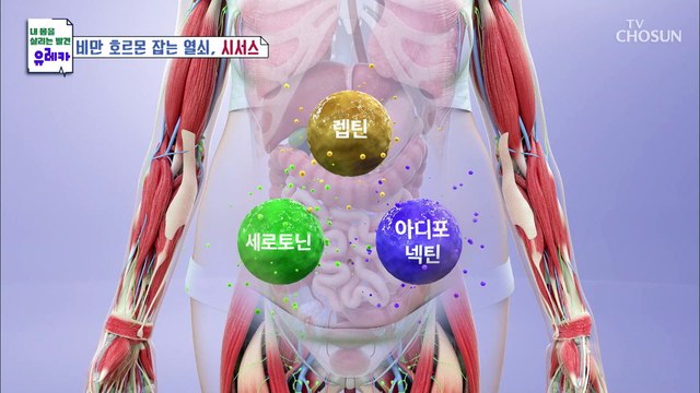 비만 호르몬 균형을 맞춰 체중감량에 도움 준 시서스 TV CHOSUN 20220724 방송
