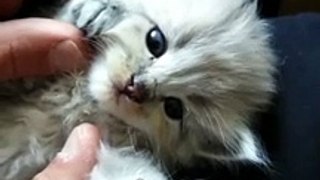 Cat video Cat Love And Funny car video