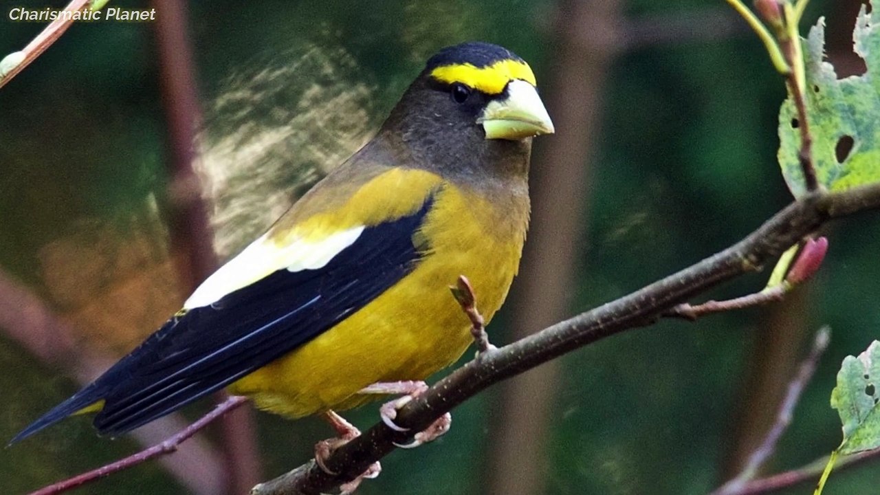 Evening Grosbeak Sound