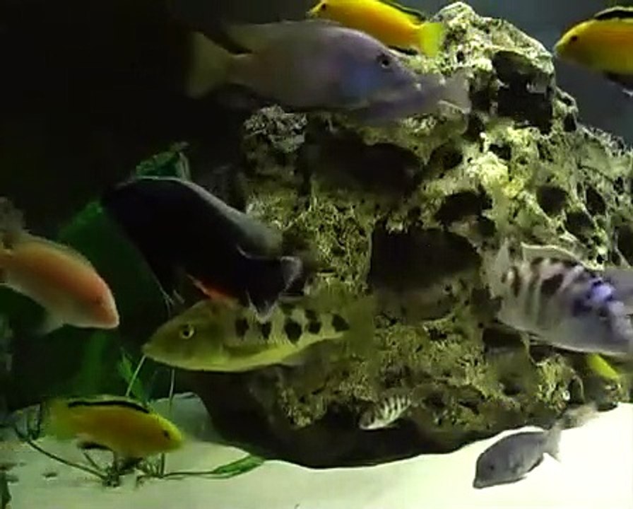 Aquarium Impressionen