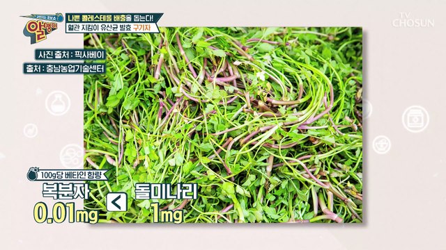 혈관뿐만 아니라 뇌 건강까지 찾는 ✦유산균 발효 구기자✦ TV CHOSUN 20220724 방송