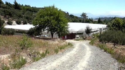 Hataylı kadın girişimci tatilde gördüğü ejder meyvesinin üreticisi oldu