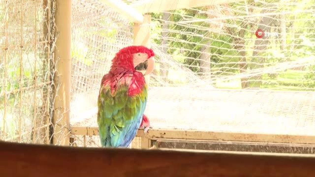 Antalya Hayvanat Bahçesi'nin sevimli sakinleri, buzlu meyve kokteylleri ve fıskiyeler ile serinletiliyor