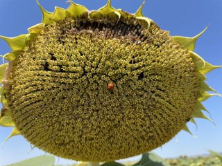 Edirne'de "çayır tırtılına" karşı ayçiçek tarlaları sürekli kontrol ediliyor