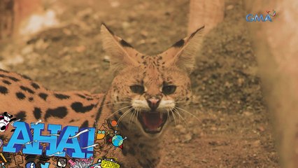 Mga ‘serval cat,’ ating kilalanin! | AHA!