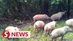 Bearded pigs bounce back in Sabah's wilds as ASF epidemic subsides