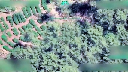 Kırsal alanlara ekilmiş 55 bin kök Hint keneviri ele geçirildi