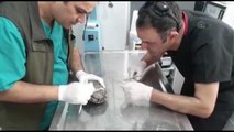 BALIKESİR - Otomobilin çarptığı su kaplumbağası tedavi edildi