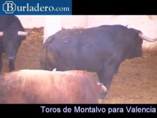 Toros de Montalvo para Valencia
