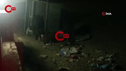 Aydın’da domuzlar tatil sitesini bastı