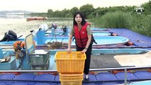 [현장 카메라]물고기 싹쓸이…골칫덩이 된 가마우지