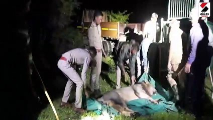 યુવકને ફાડી ખાનાર માનવભક્ષી સિંહ પાંજરે પુરાયો