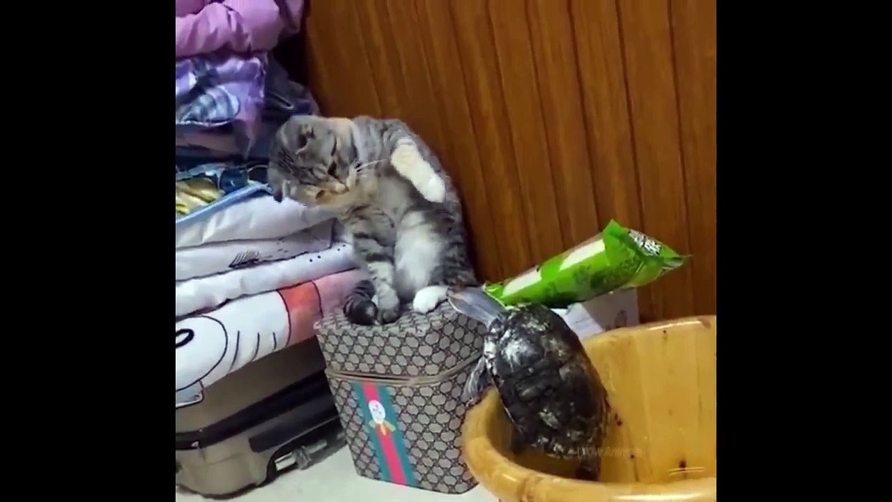 Funniest Animals - Best Of The 2021 Funny Animal Videos  Try To Not Laugh Best Comedy Video