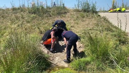 SAINT EUSEBE :Les pompiers récupèrent des moutons