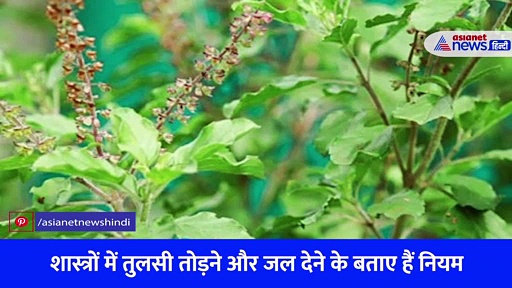 श्री कृष्ण को बेहद प्रिय है तुलसी, एकादशी का है महत्व.... जान लें तोड़ने और जल चढ़ाने के नियम 