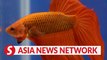 China Daily | Fighting fish in Thailand