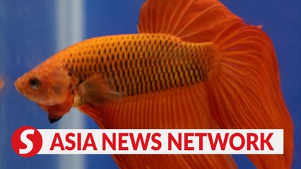 China Daily | Fighting fish in Thailand