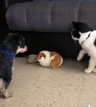 cats funny cats videos funny cats and dogs funny cats and dogs videos funny cats compilation funny cats talking funny cats fighting funny cats meowing funny cats videos 2022 funny kitty