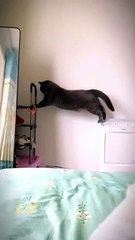 cats funny cats videos  funny cats and dogs  funny cats and dogs videos  funny cats compilation funny cats talking  funny cats fighting  funny cats meowing funny cats videos 2022 funny kitty