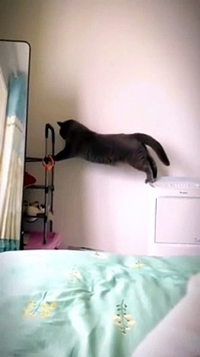 cats funny cats videos  funny cats and dogs  funny cats and dogs videos  funny cats compilation funny cats talking  funny cats fighting  funny cats meowing funny cats videos 2022 funny kitty