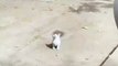 cats funny cats videos  funny cats and dogs  funny cats and dogs videos  funny cats compilation funny cats talking  funny cats fighting  funny cats meowing funny cats videos 2022 funny kitty