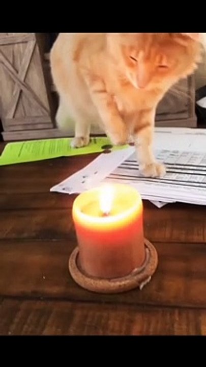 cats funny cats videos  funny cats and dogs  funny cats and dogs videos  funny cats compilation funny cats talking  funny cats fighting  funny cats meowing funny cats videos 2022 funny kitty