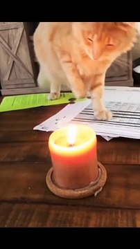cats funny cats videos funny cats and dogs funny cats and dogs videos funny cats compilation funny cats talking funny cats fighting funny cats meowing funny cats videos 2022 funny kitty