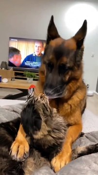 cats funny cats videos funny cats and dogs funny cats and dogs videos funny cats compilation funny cats talking funny cats fighting funny cats meowing funny cats videos 2022 funny kitty