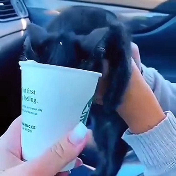 cats funny cats videos  funny cats and dogs  funny cats and dogs videos  funny cats compilation funny cats talking  funny cats fighting  funny cats meowing funny cats videos 2022 funny kitty