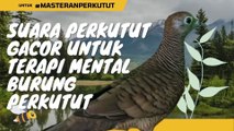 Suara Perkutut Gacor Untuk Terapi Mental Burung Perkutut - Masteran Perkutut #02