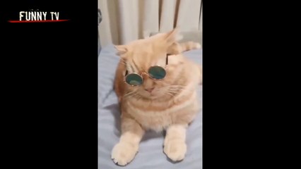 Funny cats videos ever  funny cute cats  Cat fun