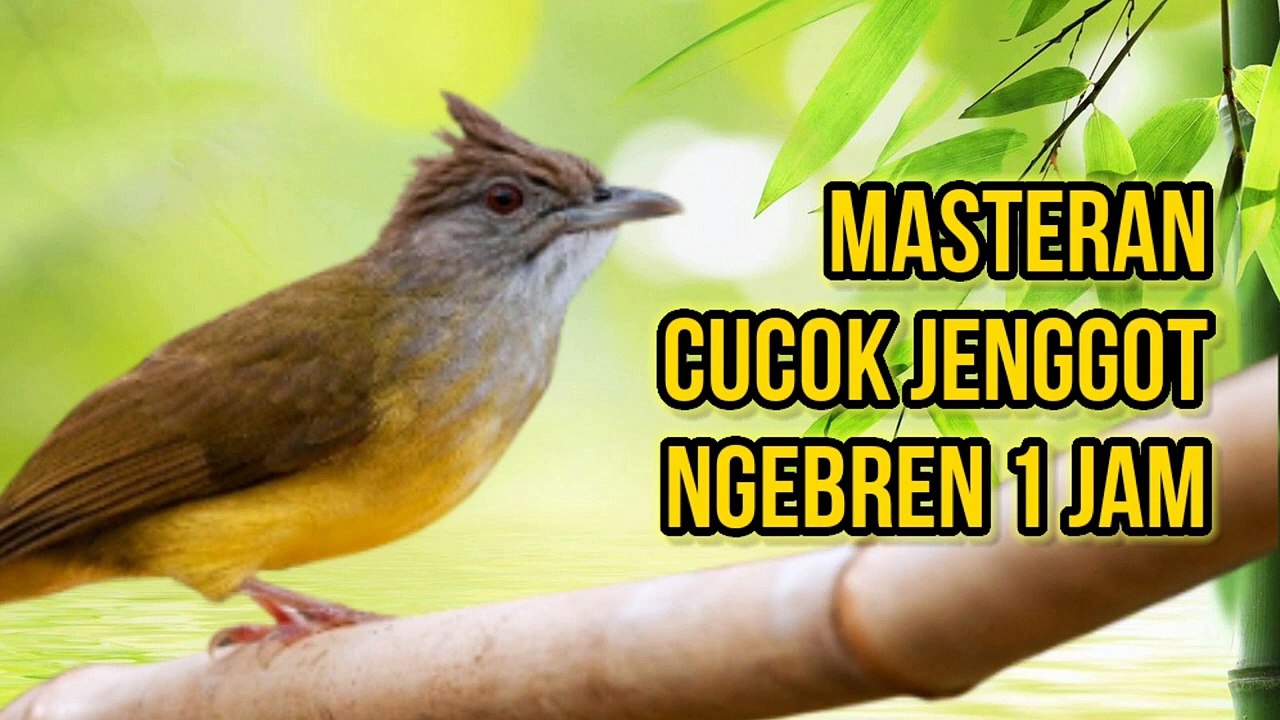 Masteran Cucak Jenggot Gacor Panjang 1 Jam Full Emosi