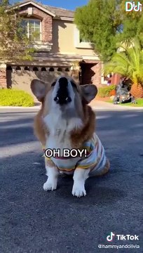 Best Hammy and Olivia TikToks of 2021 - Funny Hammy & Olivia Corgi TikTok Compilation