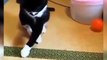 Baby Cats  Cute and Funny Cat Videos Compilation baby cats,baby cat,cat baby,cute baby,cute cats,cute cat,funny cats,funny cat,cutest cats,cutest cat,cute baby cats,cute baby cat,funny baby cats,funny cat videos,cute cat videos,cat videos,aww animals,cat