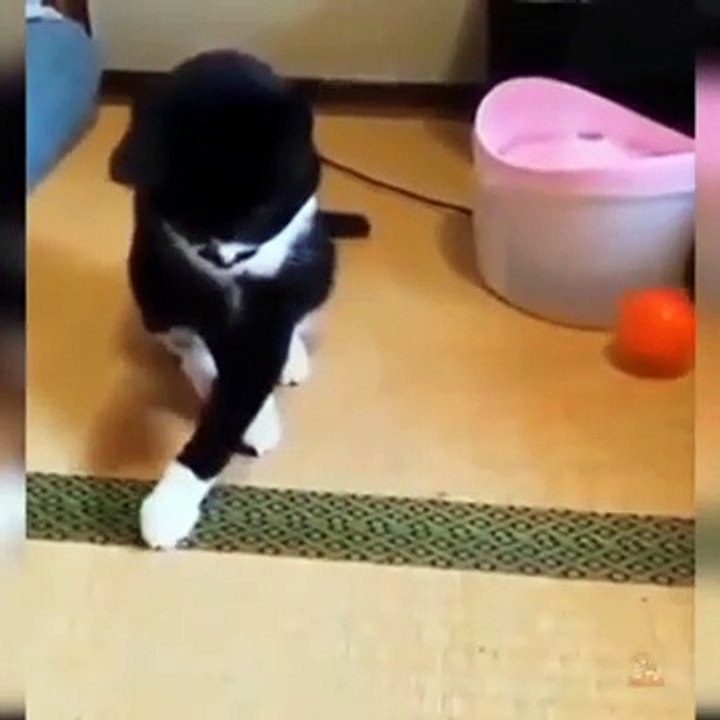 Baby Cats  Cute and Funny Cat Videos Compilation baby cats,baby cat,cat baby,cute baby,cute cats,cute cat,funny cats,funny cat,cutest cats,cutest cat,cute baby cats,cute baby cat,funny baby cats,funny cat videos,cute cat videos,cat videos,aww animals,cat