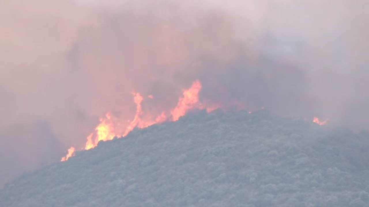 La importancia de las ovejas en los incendios