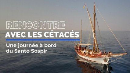 Une journée à bord du Santo Sospir, à la rencontre des cétacés