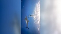 ¿Qué hacer si vemos un tiburón? Los oceanólogos recomiendan no huir de ellos