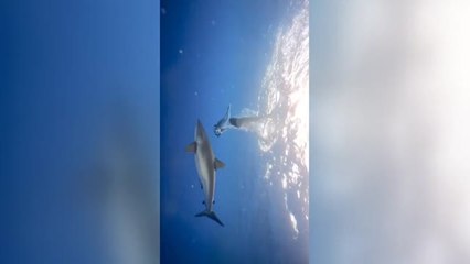 ¿Qué hacer si vemos un tiburón? Los oceanólogos recomiendan no huir de ellos