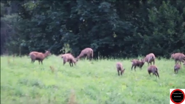 Arêches ( Savoie / 73270 ) en été 2022 : La familles Chamois , Samedi 23 Juillet 2022