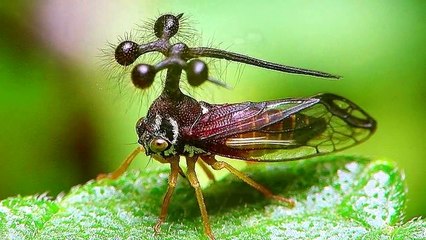 TOP 10 Bichos Más Raros Que Existen