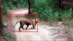 Duel 3 Tigers Vs Wild Boars Vs Crocodiles►Tiger Vs Black Bear ► Terrible... Tigers can attack humans