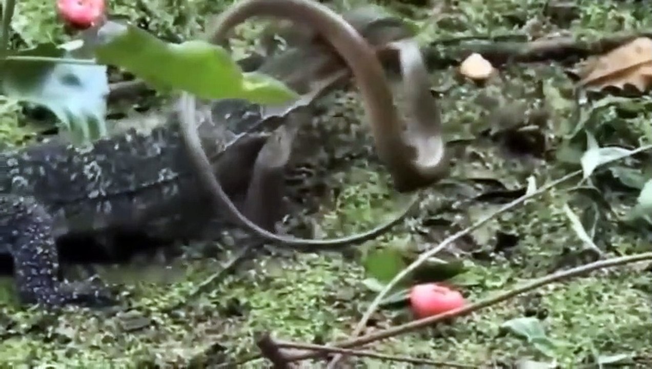 Fierce Battle Lion Vs Python ►Komodo Dragon Vs King Cobra, Tiger, Pig, Leopard, Wild Dog, Elephant