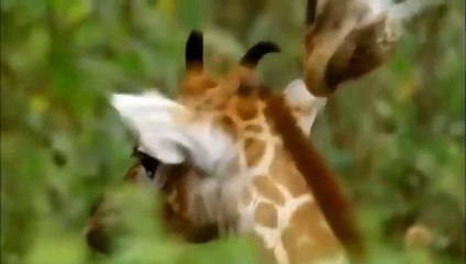 Lion Stalking Baby Giraffe ►Hit the imperial blow of the Giraffe's mother!