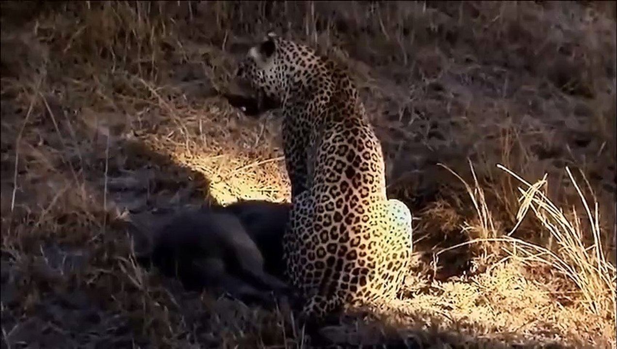 Lion Clumsy ►Lion Suffered From A General Attack From Hippo Vs Buffalo ► Harsh Life Of Wild Animals