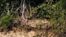 Jaguar Hunts Crocodile ► Antelope Vs Wild Dog, Leopard, Lion Is An Amazing Battle In The Wild