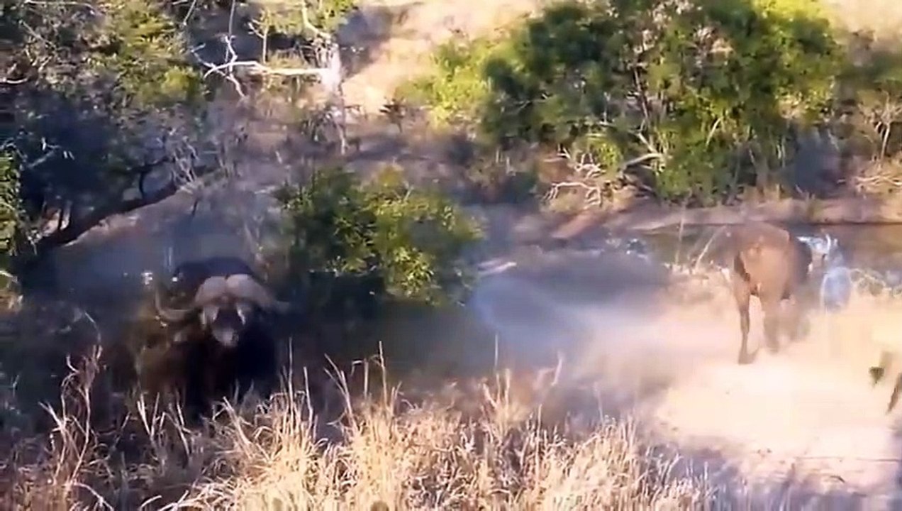 Python Is Too Aggressive►Angry Python Gets Bitten By Predators While Trying To Swallow Impala ...