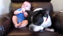 Compilation des bébés et animaux les plus drôles